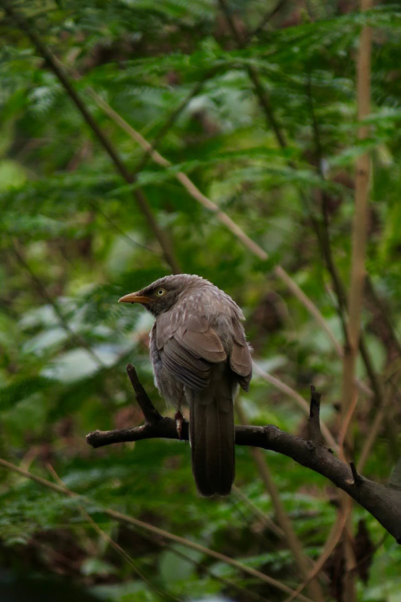 A jungle babbler bird rests on a branch surrounded by vibrant green foliage in a forest setting.