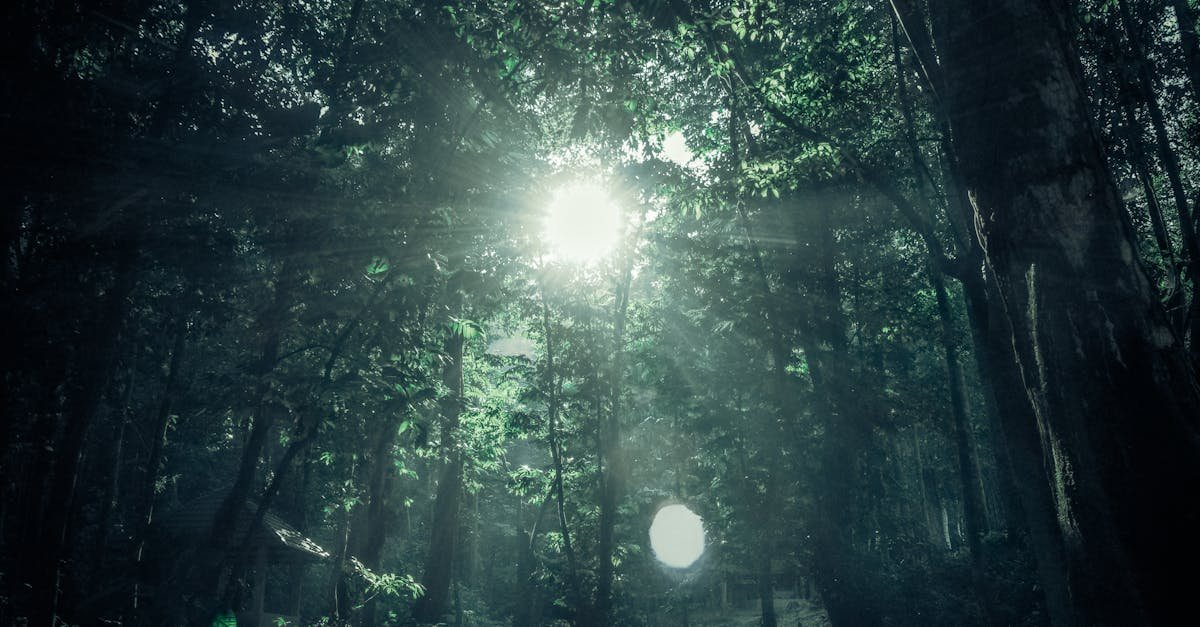 Sunlight beams through the lush green canopy of a dense forest, creating a serene atmosphere.